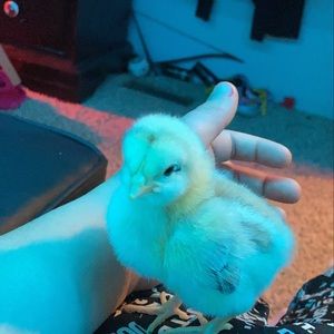 Meet your Posher, Bryant